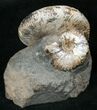 Hoploscaphites Ammonite - Opalescent Shell #16987-1